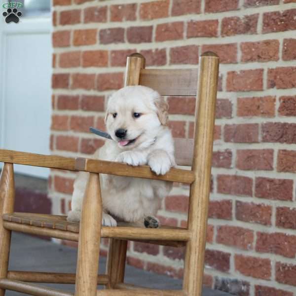 Tommy, Golden Retriever Puppy